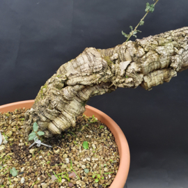 Quercus Suber