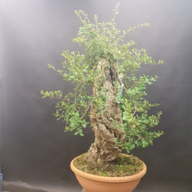 Quercus Suber