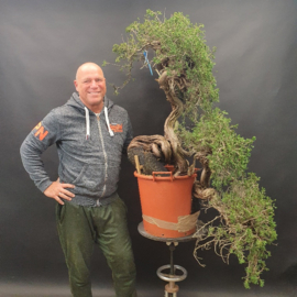 Juniperus Sabina