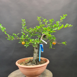 Prunus Cerasifera