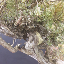 Juniperus Sabina