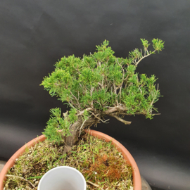 Juniperus Sabina