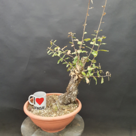 Quercus Faginea