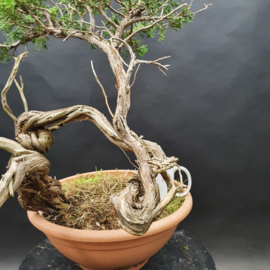 Juniperus Sabina