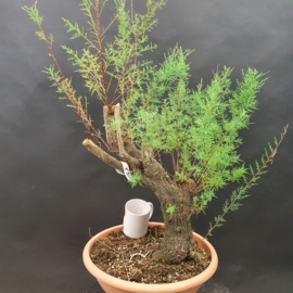 Tamarix Gallica