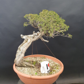 Juniperus Sabina