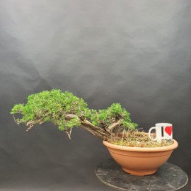 Juniperus Sabina