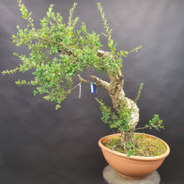 Quercus Suber