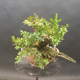 Buxus Sempervirens