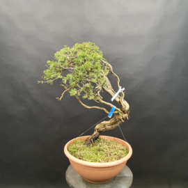 Juniperus Sabina
