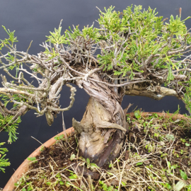 Juniperus Sabina