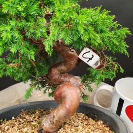 Juniperus Itoiigawa