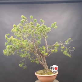 Pinus Sylvestris