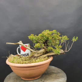 Juniperus Sabina