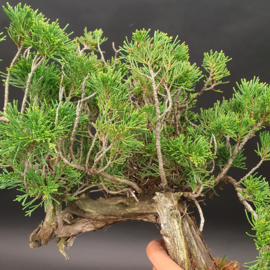 Juniperus Sabina