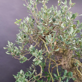 Quercus Suber