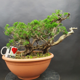 Juniperus Sabina