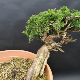 Juniperus Sabina