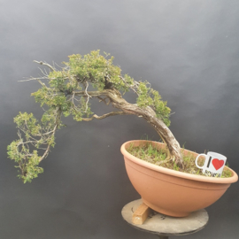 Juniperus Sabina