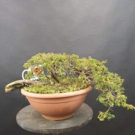 Juniperus Sabina