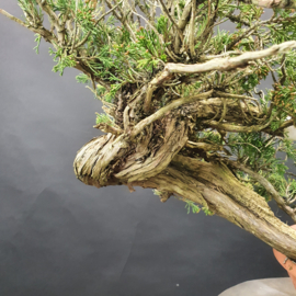 Juniperus Sabina
