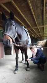 EQUISSAGE THERAPIE MET RUGPAD & HANDAPPARAAT