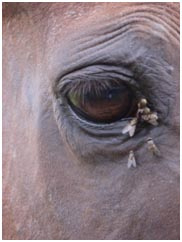 Heeft jouw paard vieze (traan)ogen?