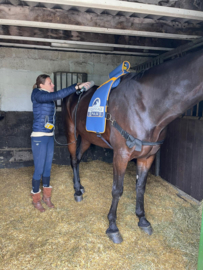 EQUISSAGE THERAPIE MET RUGPAD & HANDAPPARAAT