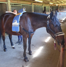 EQUISSAGE THERAPIE MET RUGPAD & HANDAPPARAAT