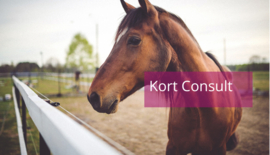 KORT CONSULT