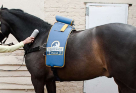 EQUISSAGE THERAPIE MET RUGPAD & HANDAPPARAAT