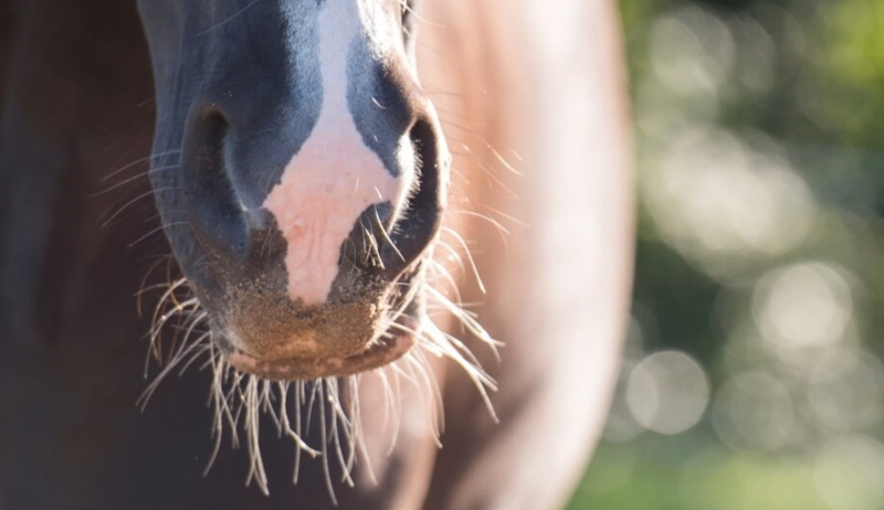 Waarom is een goede weerstand van je paard belangrijk?