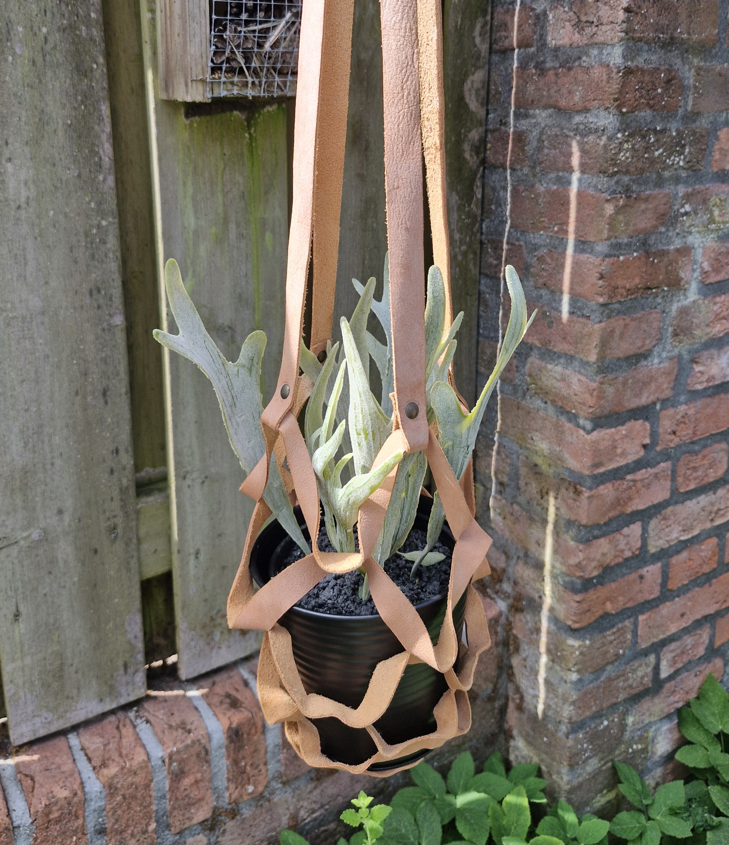 Plantenhanger zalm