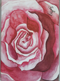Wenskaarten in cadeau doos roze roos met liefs