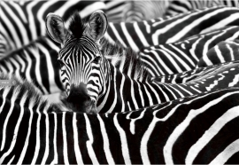Zebra Safari - Glas Art
