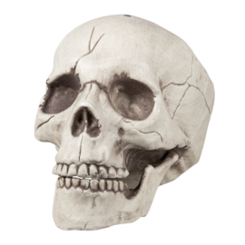 Skelett Kopf Kieferknochen