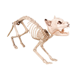 Katten skelet deco | Halloween 60cm