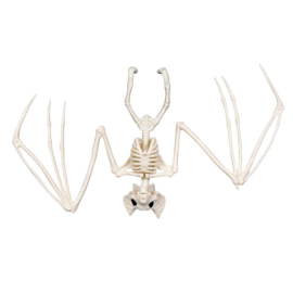 Vleermuizen skelet deco | Halloween 30cm