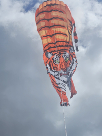 tijger 10 meter