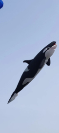 10 meter orca