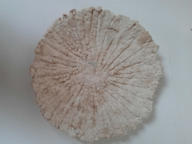 Papierklei schaaltje