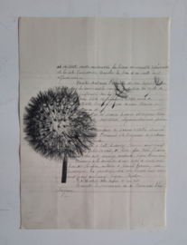 Botanische prent op oud document