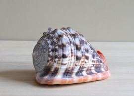 Grote zeeschelp
