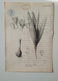 Botanische print op oud document