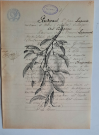 Botanische prent op oud document
