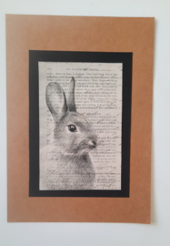Collage eastern rabbit