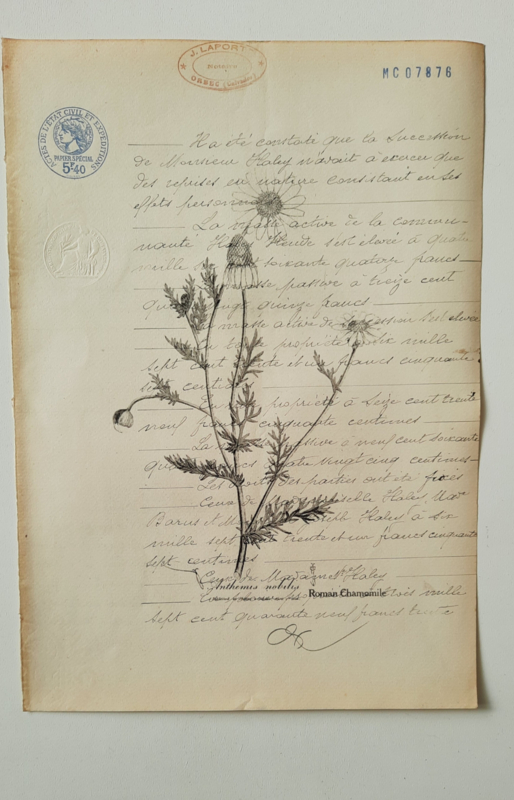 Botanische print op oud document
