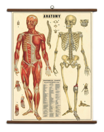 Cavallini - Vintage School Chart L'anatomie