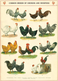 Cavallini - Vintage Poster Chickens and Roosters
