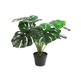 &k - Monstera plant